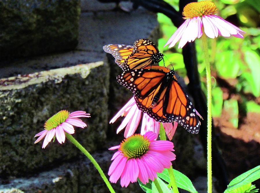 Butterflies And Pink Cornflowers Photograph by Cynthia Guinn