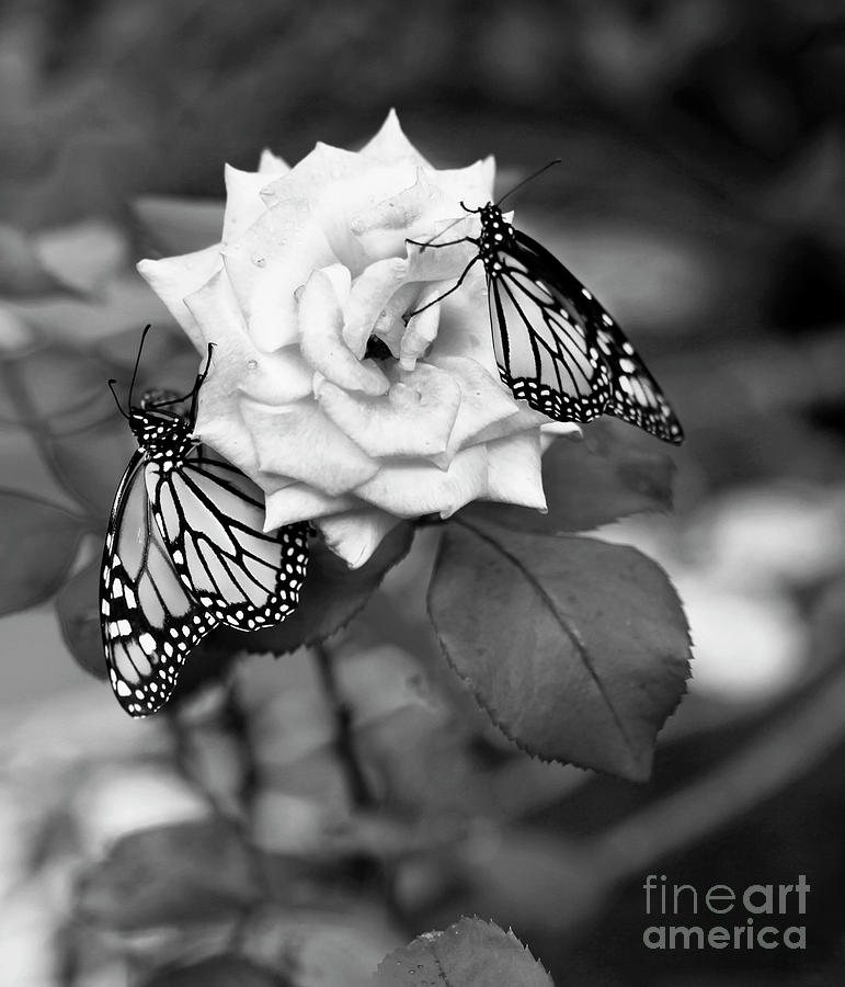 Butterflies and Rose Black and White Photograph by Luana K Perez
