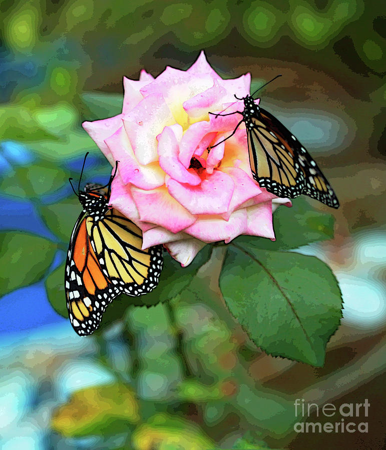Butterflies and Rose Photograph by Luana K Perez
