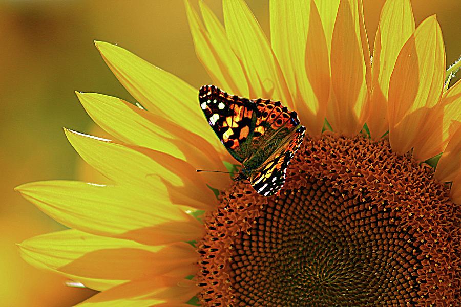 Butterflies and Sunflowers go Together Photograph by Karen McKenzie McAdoo