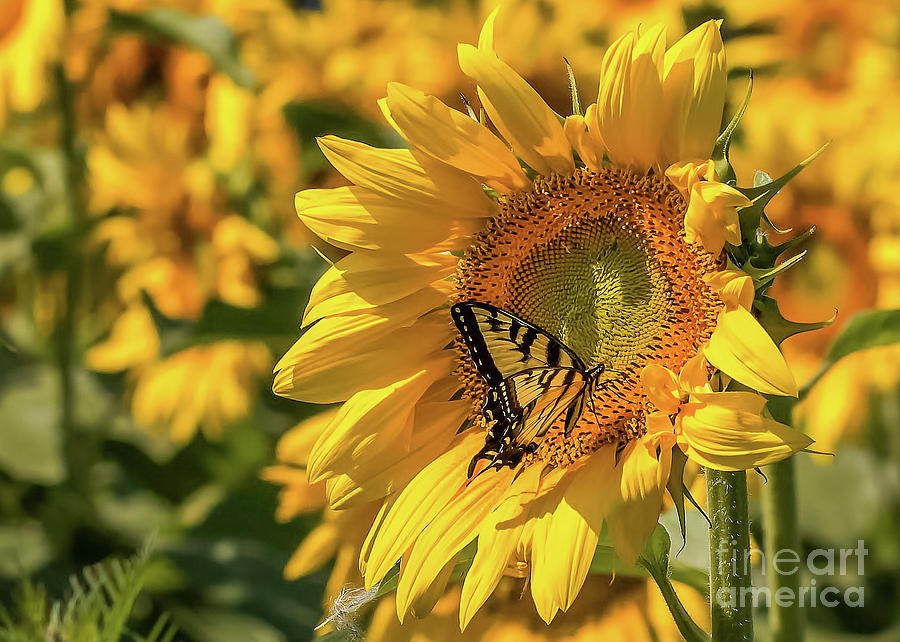 Butterflies and Sunflowers Photograph by Monica Hall - Fine Art America