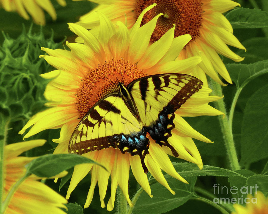Butterflies and Sunflowers Photograph by Scott Cameron