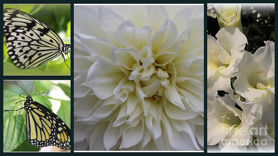 Butterflies and White Summer Blossoms - A Collage Photograph by Dora Sofia Caputo