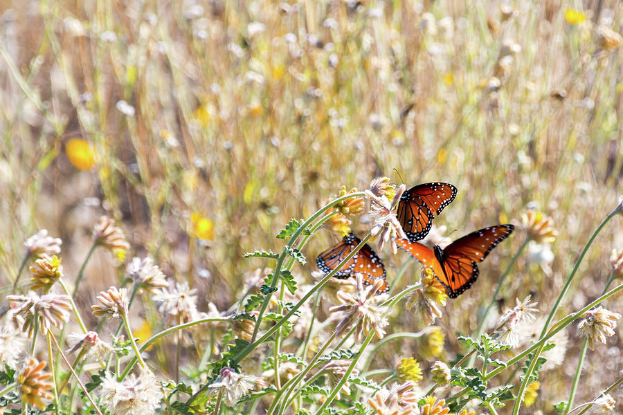 Butterflies and Wildflowers Photograph by SR Green