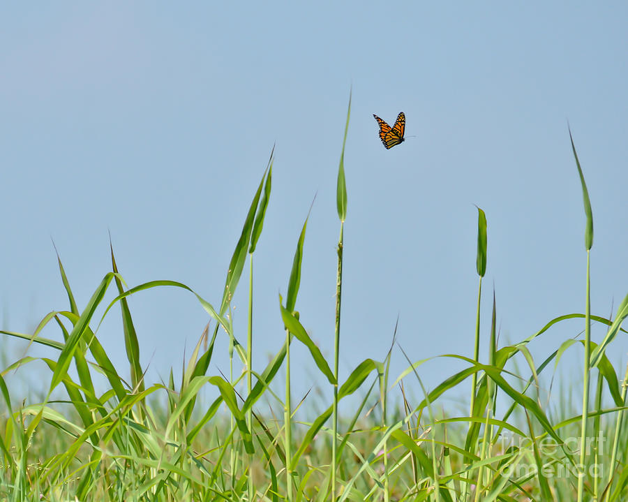 Butterflies Are Free Photograph by Kerri Farley