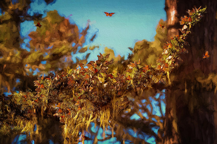 Butterflies Are Free Photograph by Susan Rissi Tregoning