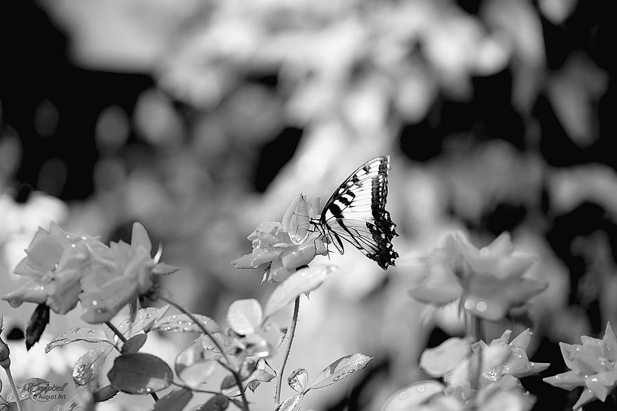 Butterflies Are Free Photograph