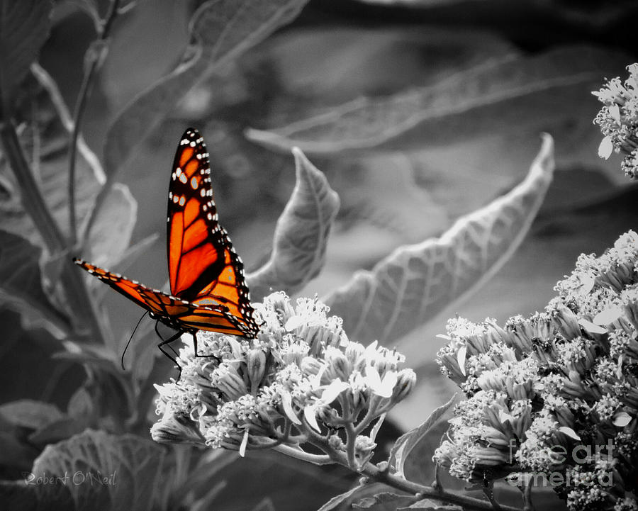 Butterflies Are Free To Fly Photograph by Robert ONeil