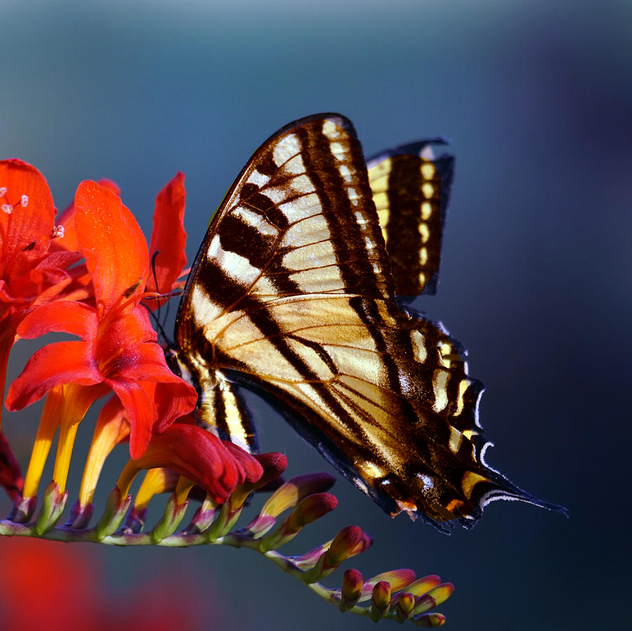 Butterflies are Free Photograph by Wayne Enslow