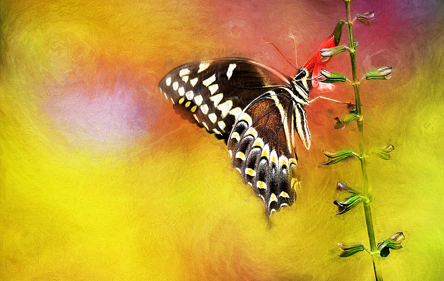 Flower Painting - Butterflies are self propelled flowers by Ches Black