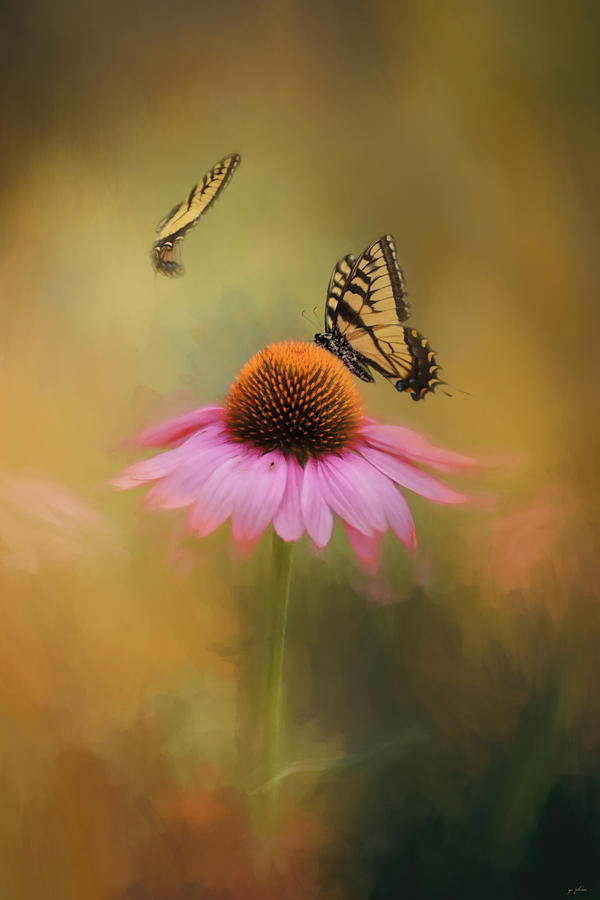 Butterflies At Play Flower Art Photograph by Jai Johnson