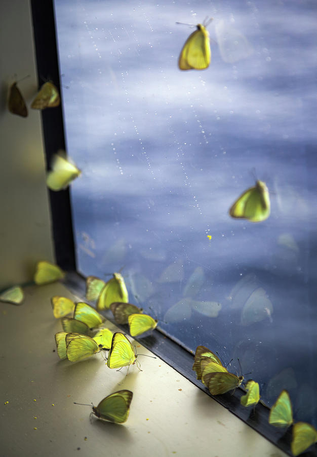 Butterflies At Sea Photograph by Karen Wiles