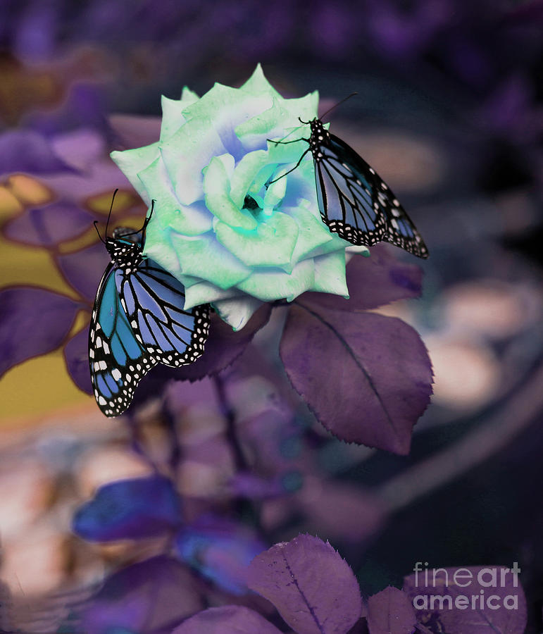 Butterflies Blue and Rose Photograph by Luana K Perez