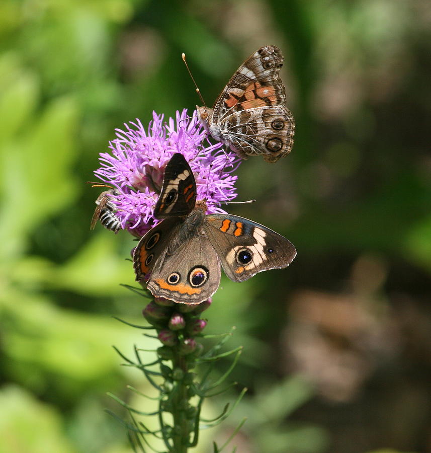 Flower Photograph - Butterflies and Purple Flower by Cathy Harper