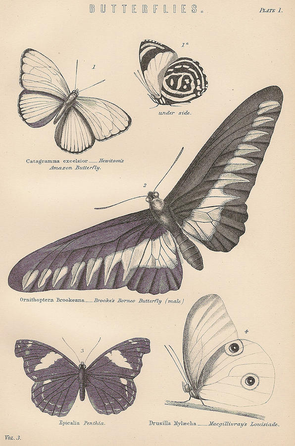 Butterflies drusilla amazon Drawing by Victorian Engraver - Fine Art ...