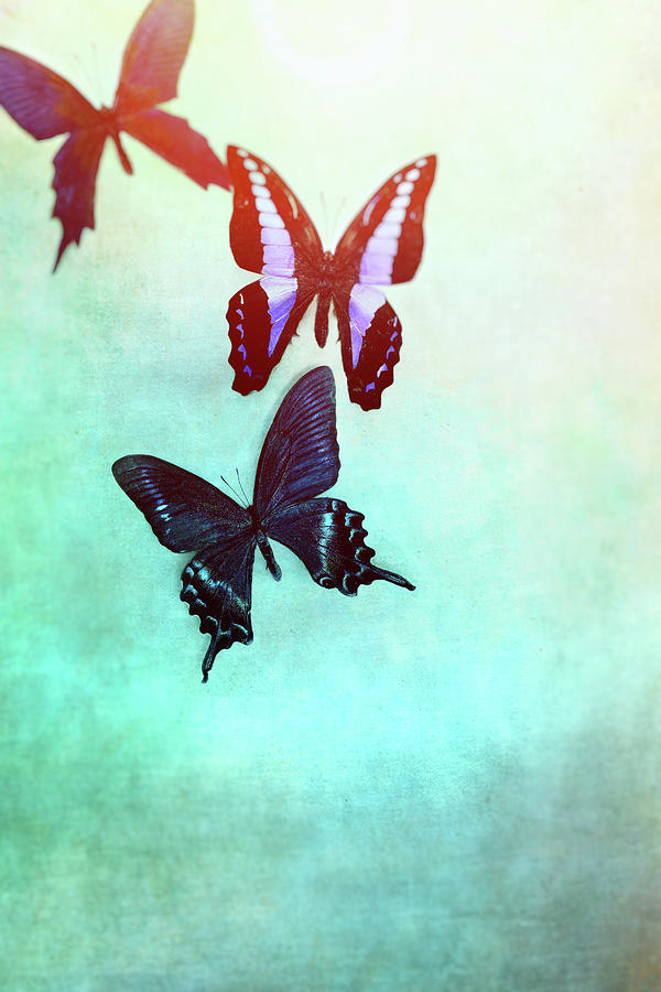 Butterflies Fading Photograph by Stephanie Frey