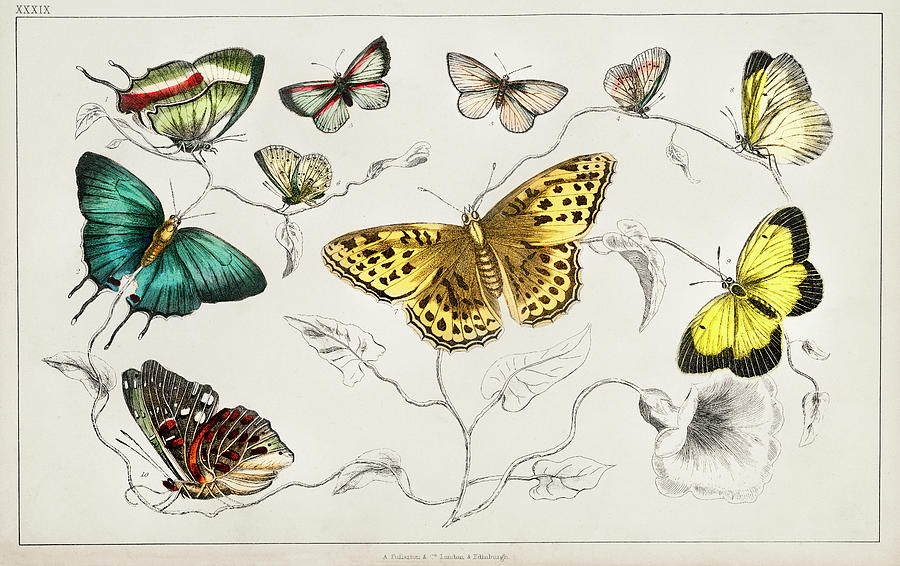Butterflies from A history of the earth and animated nature Painting by Vincent Monozlay