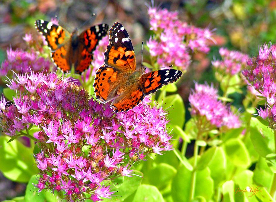 Butterflies  Photograph by George Tuffy