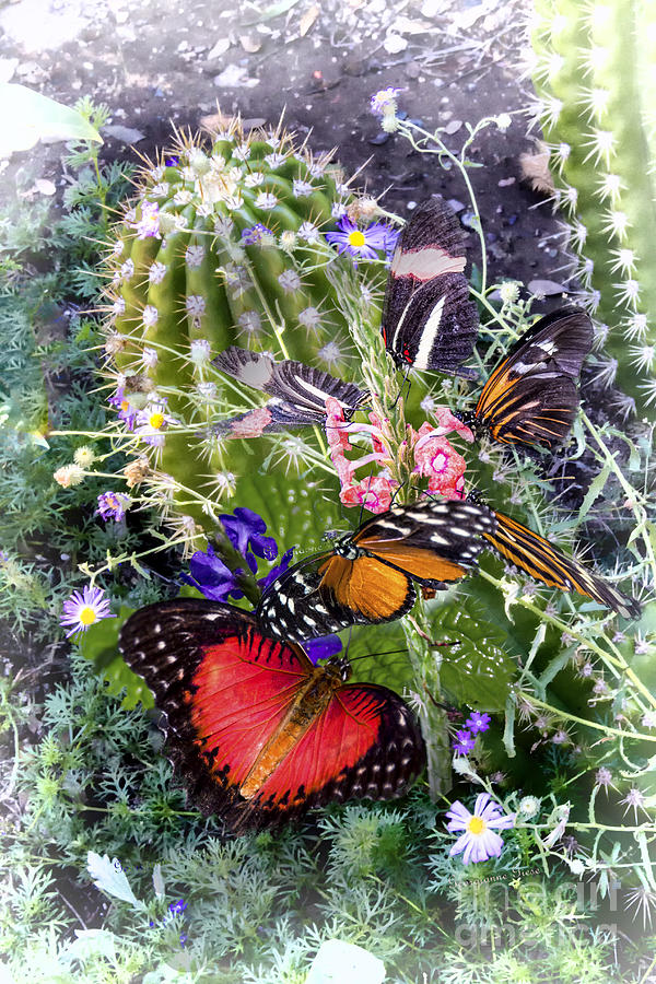 Butterflies in Desert Garden Digital Art by Georgianne Giese