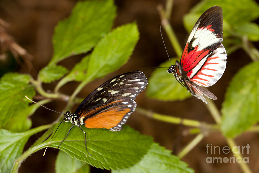 Butterflies in Flight Photograph by Anthony Totah