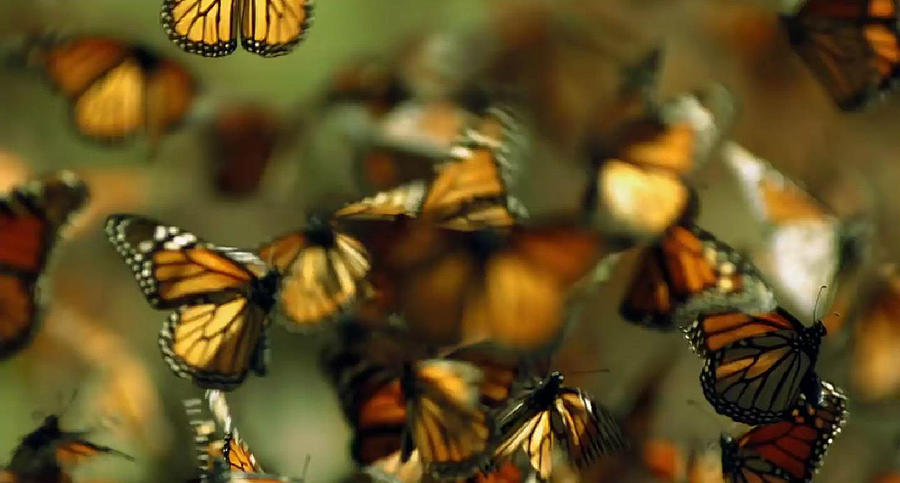 Butterflies in Flight Photograph by Digital Art Cafe