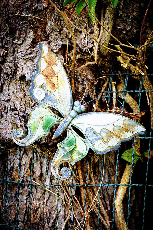 Butterflies in the graveyard Photograph by Camille Lopez