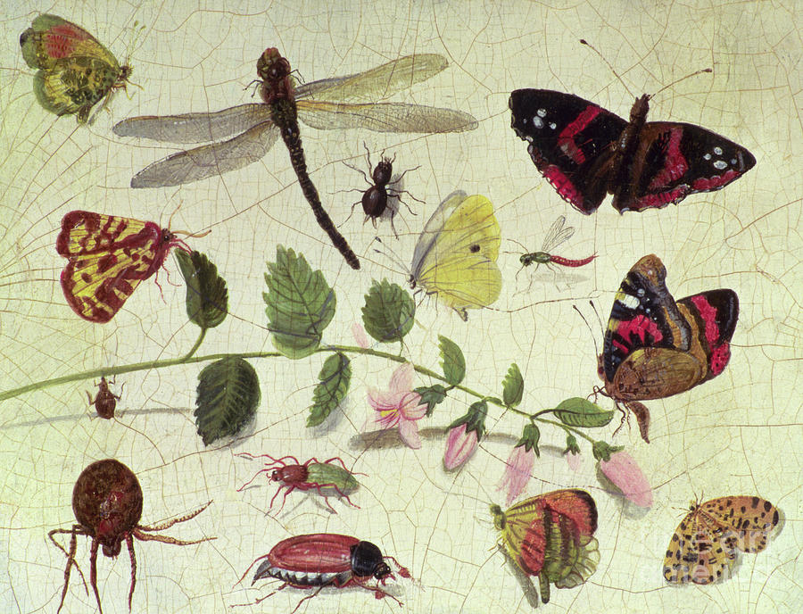 Butterflies, Insects and Flowers Painting by Jan Van Kessel
