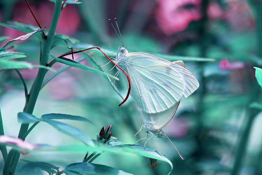 Butterflies Photograph by Jill Lang
