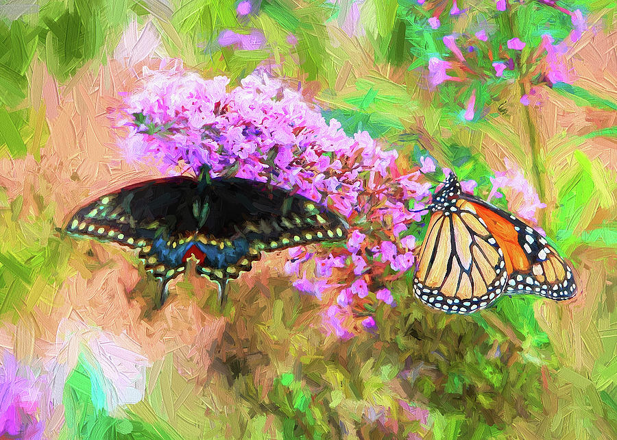 Butterflies Photograph by John Freidenberg