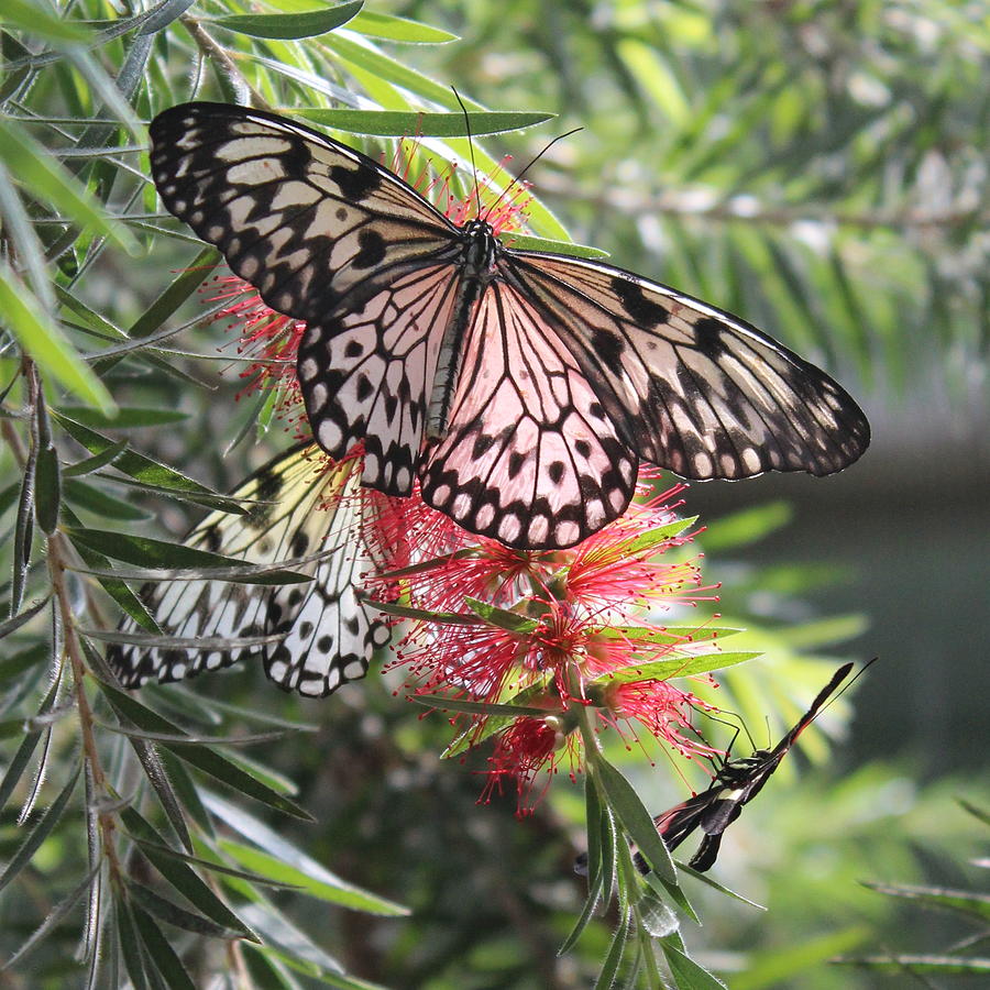 Butterflies Photograph by Kevin Wheeler