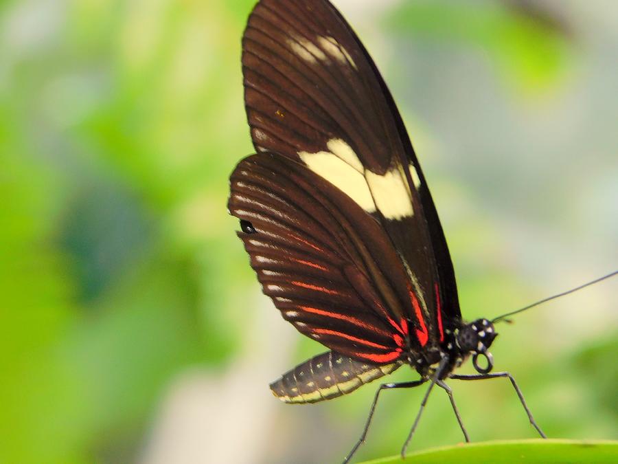 Butterflies LIVE - 5 Photograph by Arlane Crump - Fine Art America