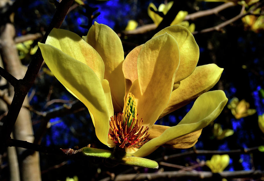 Butterflies Magnolia 003 Photograph by George Bostian
