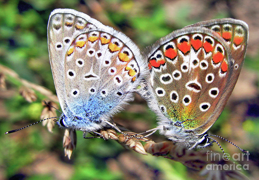 Butterflies mating   Photograph by Daliana Pacuraru