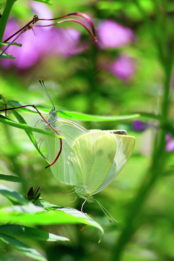 Butterflies Mating Photograph by Jill Lang