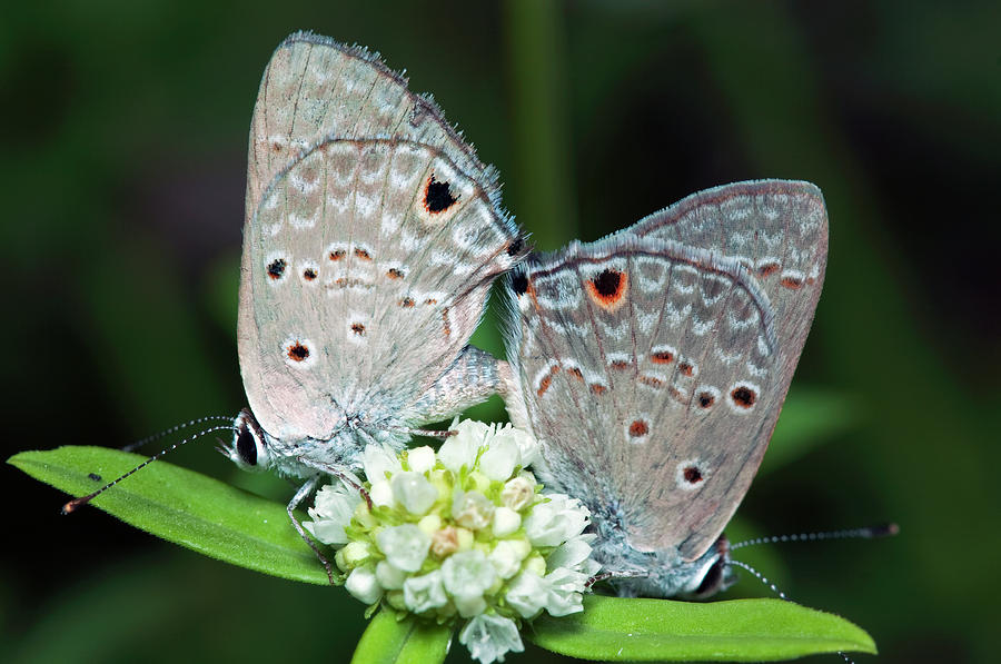 Butterflies mating Photograph by Sharon Ann Sanowar