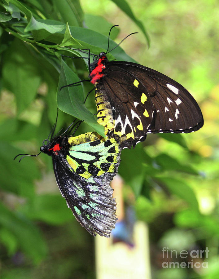 Butterflies Mating Photograph by Smilin Eyes Treasures