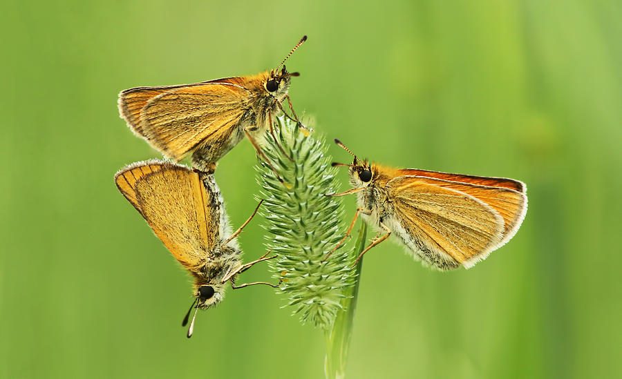 Butterflies Photograph by Mircea Costina Photography