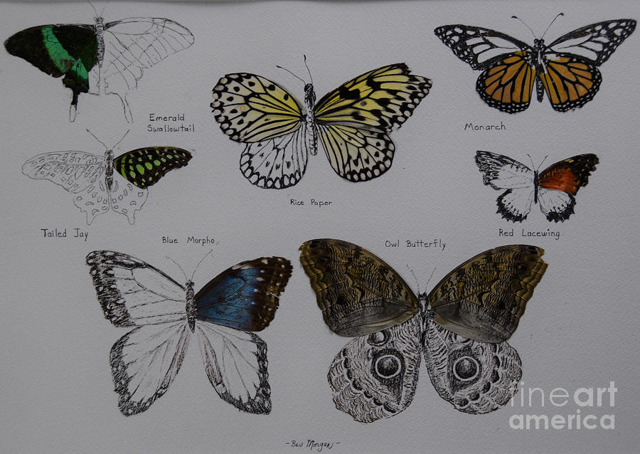 Butterflies Montage Drawing by Bev Morgan