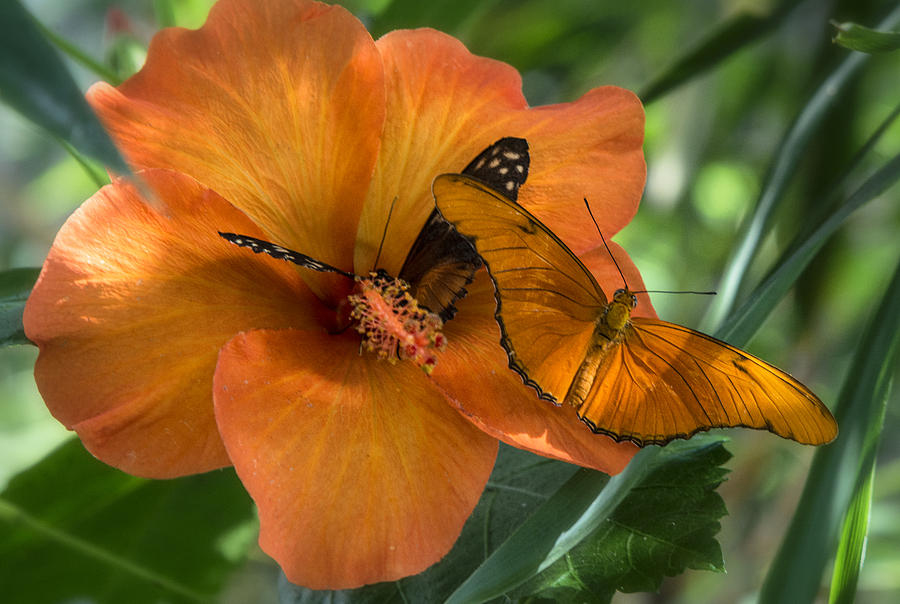 Butterflies on an Orange Hibiscus Photograph by Saija Lehtonen