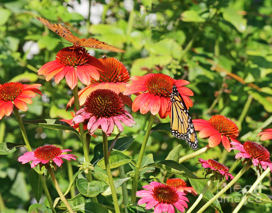 Butterflies on Cone Garden Flowers Photo Photograph by Luana K Perez