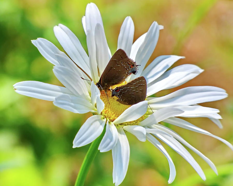 Butterflies on Daisy Flower Photograph by Lyuba Filatova