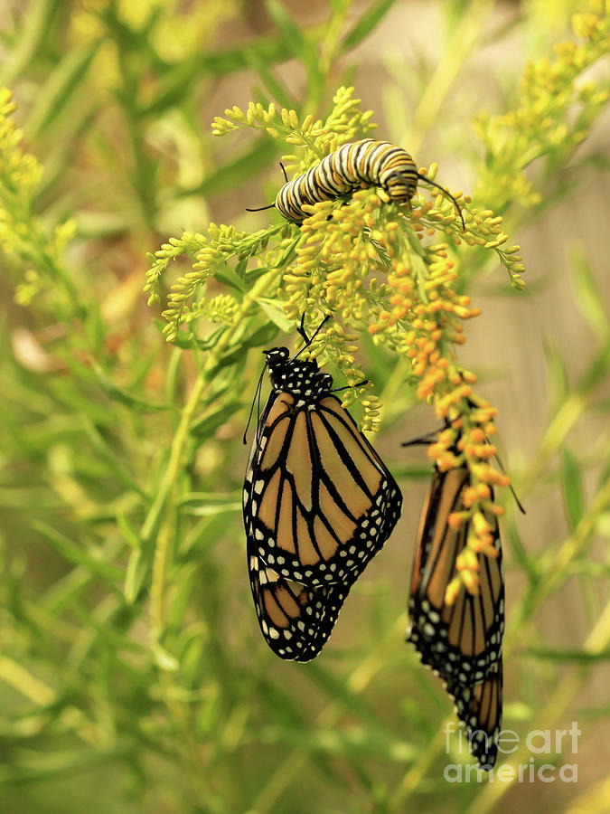 Butterfly Wings Photograph - Butterflies on Flowers with Caterpillar Photo by Luana K Perez