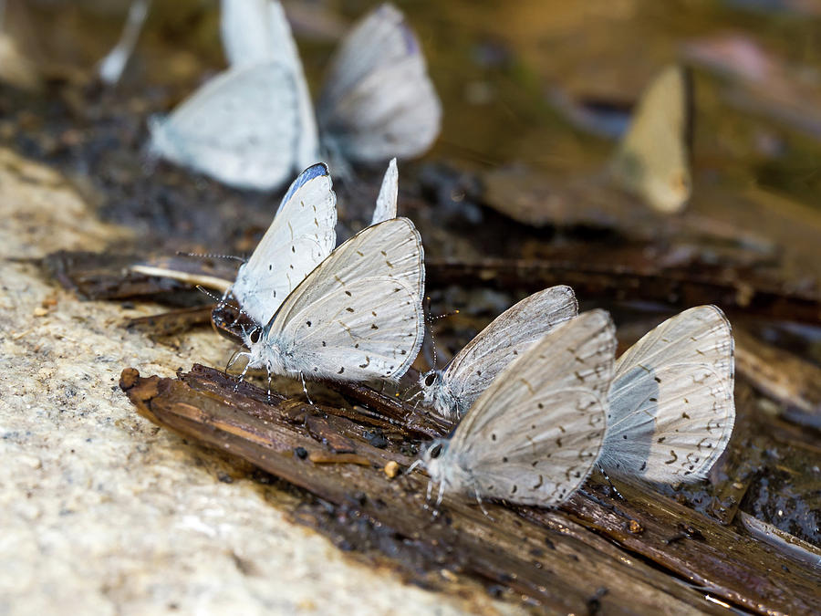 Butterflies on River Bank - 2 Photograph by Yuka Ogava - Fine Art America