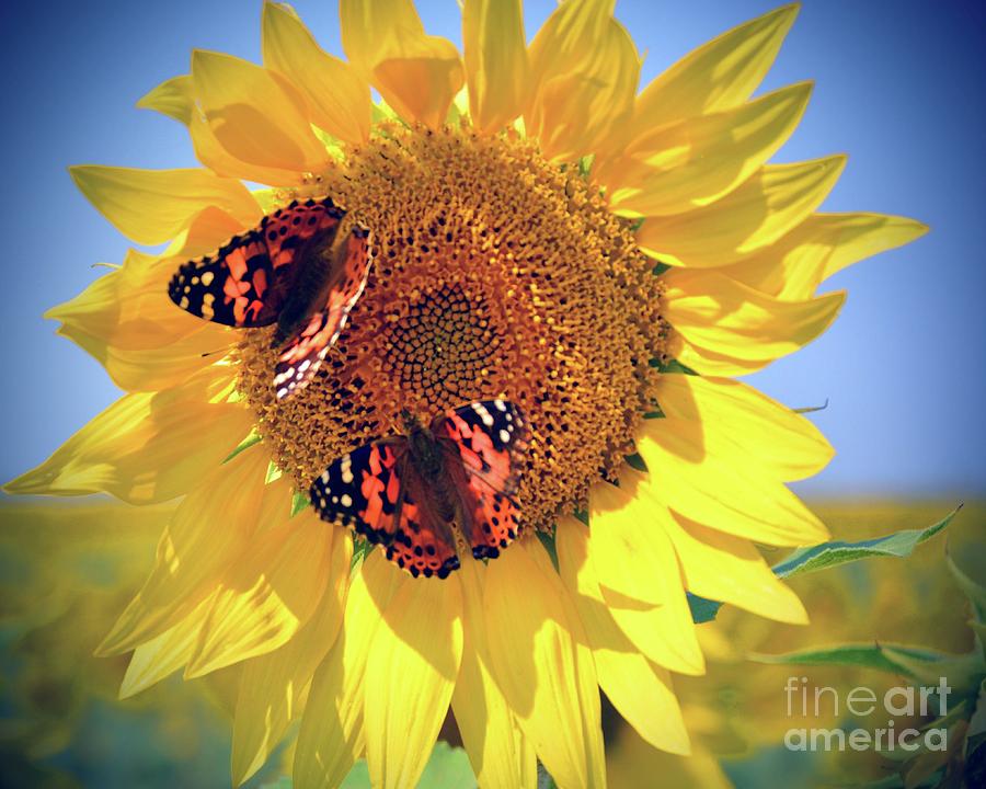 Butterflies on Sunflowers Series 3 Photograph by Robin K Hertel - Pixels