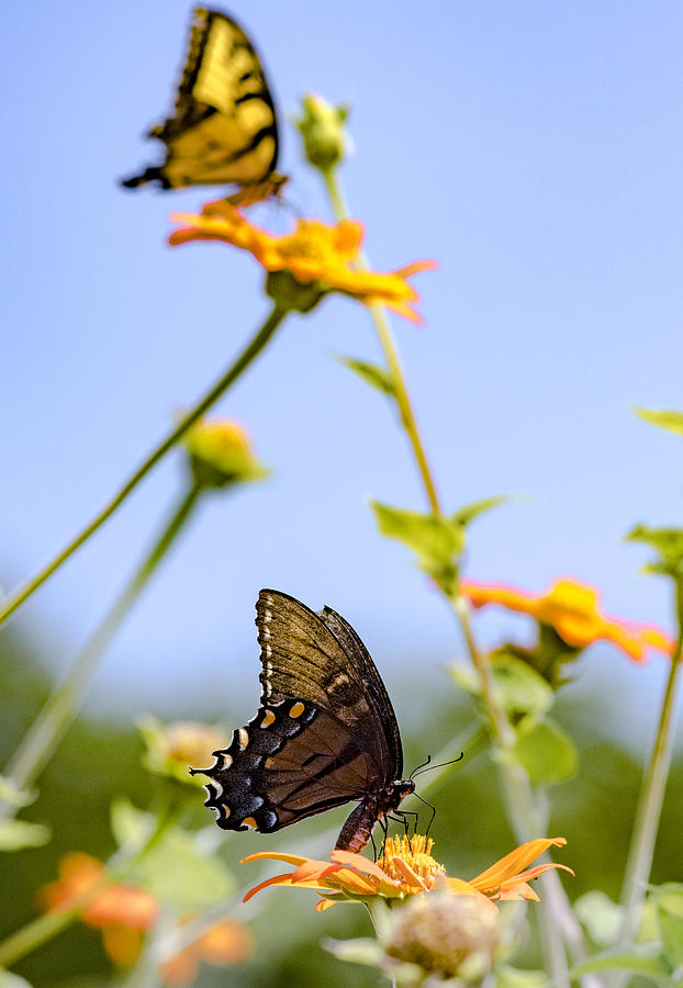 Butterflies on Sunflowers Photograph by Amanda Kleinman - Fine Art America