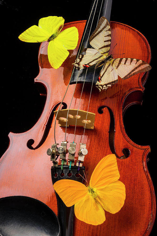 Butterflies On Violin Photograph by Garry Gay