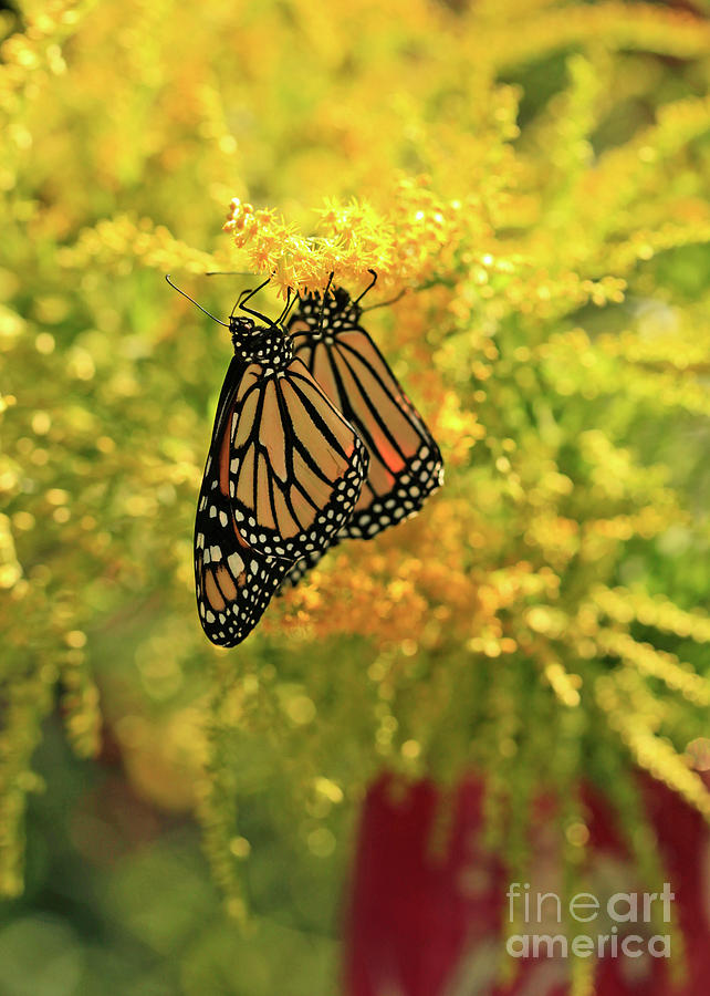 Butterflies on Yellow Goldenrod Photo Photograph by Luana K Perez