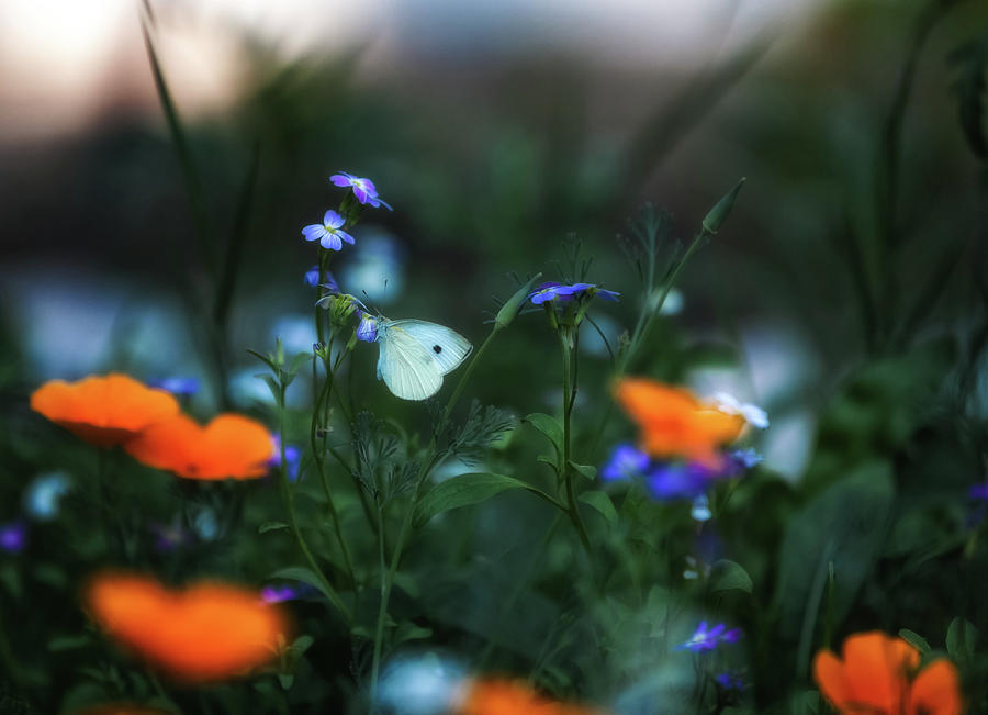 Butterflies Paradise Photograph by Hans Zimmer