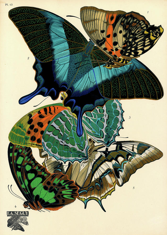 Butterfly Painting - Butterflies, Plate-13  by Painter of the 19th century