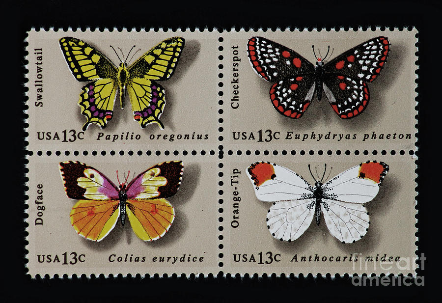 Butterfly Photograph - Butterflies postage stamp print by Andy Prendy